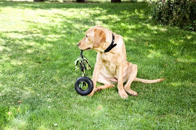 Happy Pet Grrrelli Tyre Tugger Zwart / Groen