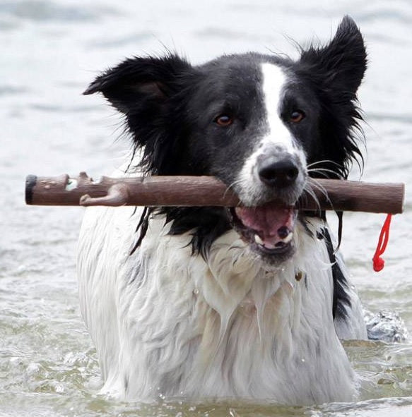 Doog Stick Elwood | Hondenspeeltje | Doog Stick Elwood